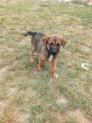 psi labrador: Poklanja se ženka, štene mešanca belgijskog ovčara i zlatnog — 3