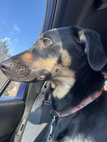 mesanac zlatnog retrivera i labradora: 🐾 HITNO TRAŽI DOM – LEPOSAVA, HEROINA IZ MIRIJEVA! 🐾 Leposava je — 4