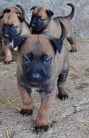 Dostupni štenci belgijskog ovčara (malinoa) Pedigre 🐕🦺📸🦮 Roditelji na lalafo.rs Dostupni štenci belgijskog ovčara (malinoa) Pedigre 🐕🦺📸🦮 Roditelji