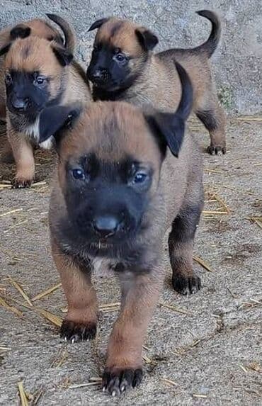 stenci labradora: Dostupni štenci belgijskog ovčara (malinoa) Pedigre 🐕‍🦺📸🦮 Roditelji — 1