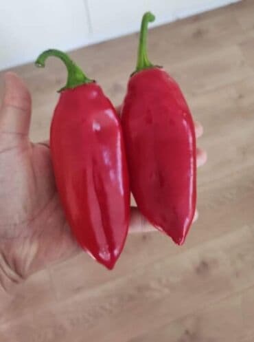 Semena i sadnice: Makedonka – Stara Autohtona Paprika Ajvaruša Cena:400din/10 semenke — 1