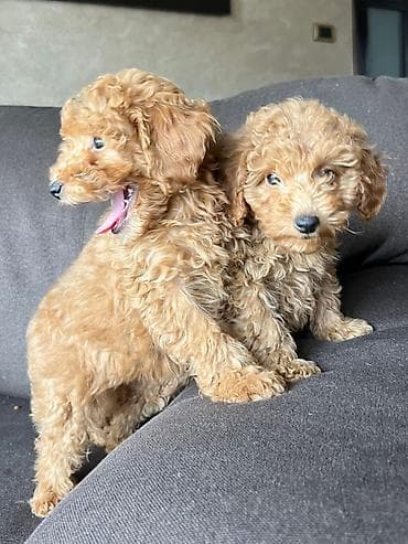 mini pudla cena: Muško i žensko štene toy pudle na prodaju. Lepe boje i dlake, sitnije — 6