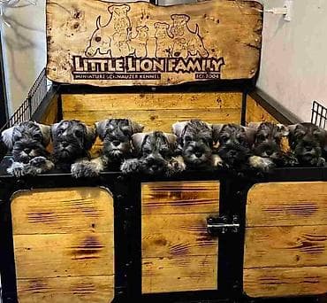 bebe psi: Patuljasti ŠNAUCERI biber so Odgajivacnica PATULJASTIH SNAUCERA Belih — 1