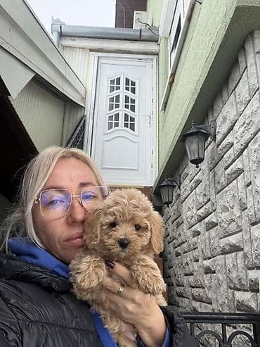 Donji delovi trenerke: Maltipoo vrhunske genetike u registrovanoj odgaivacnici Bahu Djokovic — 2