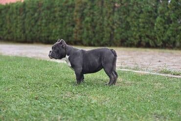 mali psi za udomljavanje: Dostupni stenci american bully Starosti 4 meseca Primili sve vakcine — 9