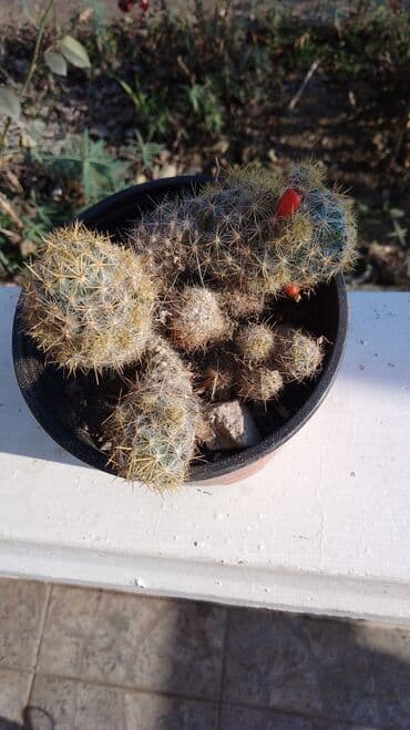 buket sa slatkisima: Kaktusi – više vrsta (Opuntia i Mammillaria) - Opuntia (indijske — 3