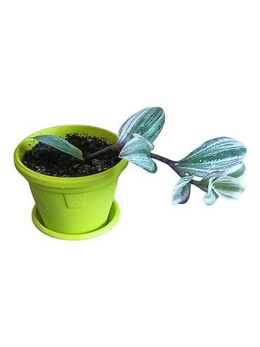 plafonski lusteri za dnevnu sobu: Tradescantia Nanouk (Tradescantia albiflora ‘Nanouk’) – ukrasna sobna — 1