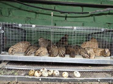 resetke za odvod vode: Uvek sveža oplođena jaja japanske prepelice dobro skladistena na — 3