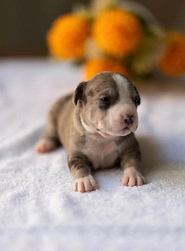 Psi: American pitbull terier Na prodaju stenci americkog PITBULL terijera — 3