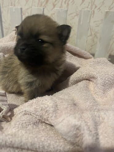 Psi: Pomeranac (špic) štene - Rasa: pomeranski špic (mini/spic tipičnog — 3