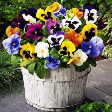 Dan i Noć Cena:550 din Pakovanje 2gr Dvogodišnja biljka visoka oko