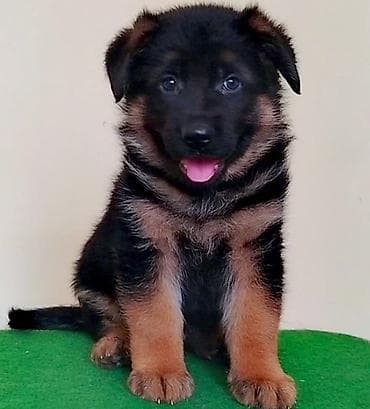 Aquariums: Nemački ovčari,odg. Ultra Star iz Beograda,vrhunska štenad izuzetne — 3