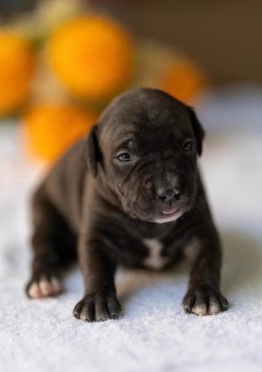 Psi: American pitbull terier Na prodaju stenci americkog PITBULL terijera — 4