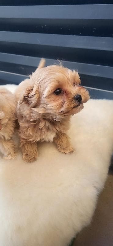 mini maltezer štenci: Maltipoo stenci ostenjeni 05.01.2026. Majka mini maltezer a otac — 2