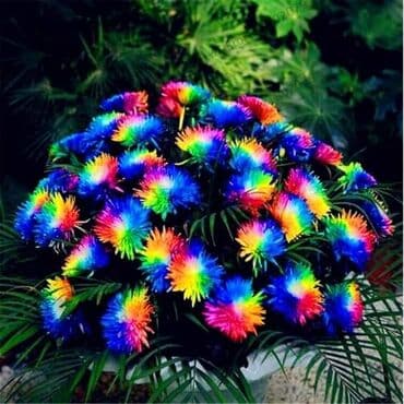 Semena i sadnice: Rainbow Hrizantema
Cena 500 din / 100 semenki — 1