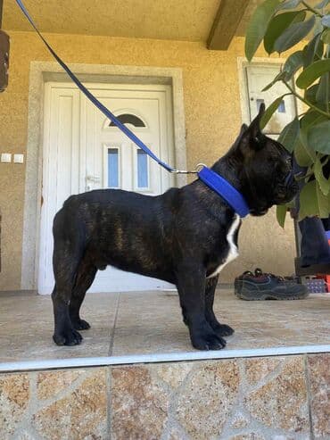 mini psi za stan: Francuski buldog – mužjak, tigraste (brindle) crne boje sa belom — 3