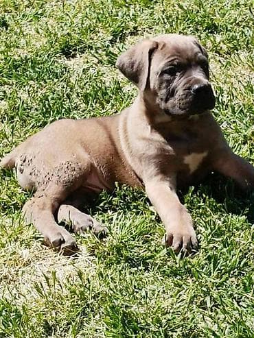 psi: Kane Korso štenci Odgajivačnica Cane Corso Kennel Heavenly Kingdom FCI — 4