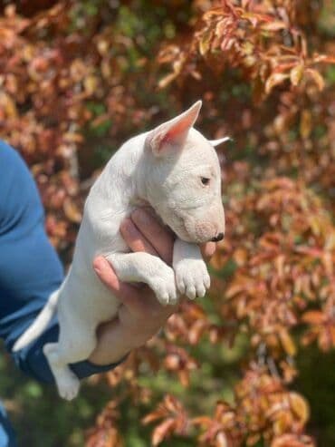ljubimci pancevo: Štenci minijaturnog bull terijera, oštenjeni 08.03.2023. Dostupne 3 — 2