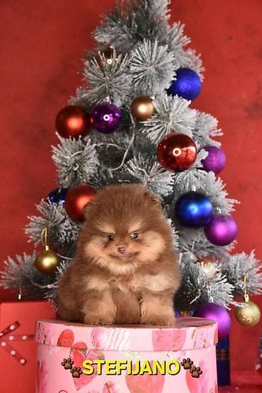 Sweatpants: Pomeranac Boo. NOVO! Ekskluzivni dugo ocekivani stenci pomeranca u — 10