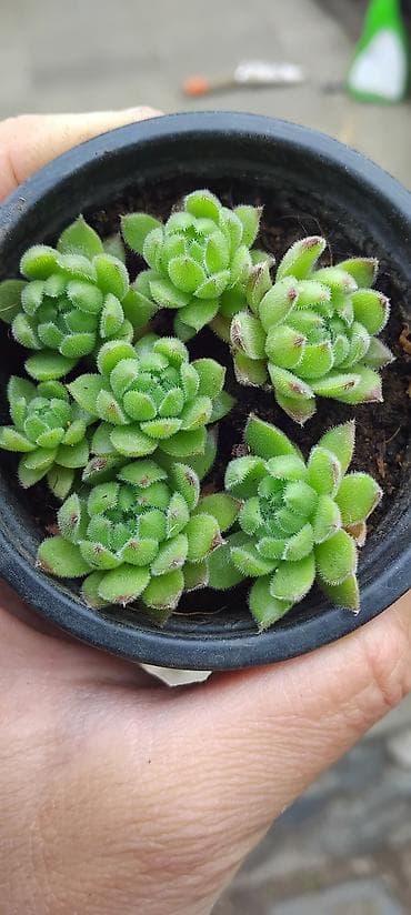 krevete i ugaonici: Sukulenti – čuvarkuće (Sempervivum) u saksiji - Više rozeta u jednoj — 3