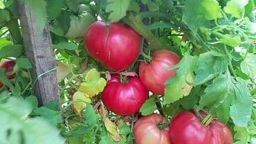 dimenzije kade: Volovsko Srce PINK -Tezine od 400-700gr,pa i do 1 kg Cena:400din/10 — 3