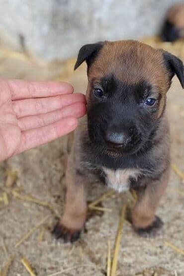 stenci labradora: Dostupni štenci belgijskog ovčara (malinoa) Pedigre 🐕‍🦺📸🦮 Roditelji — 4