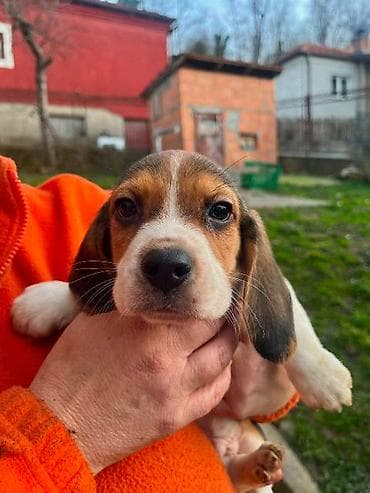 cane corso srbija: Bigl štenci Prodajem prelepe rasne štence rase Bigl, oštenjene — 4