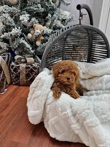 labradori na poklon: Pudle toy I teacup Registrovana odgajivacnica Hopy queen poodle ima — 6