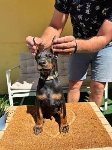 zlatni retriver odgajivacnica srbija: Doberman stenad. Ostenjeni su 28.06.2025. Spremni su za preuzimanje — 20