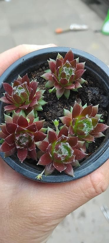 Sukulenti – čuvarkuće (Sempervivum) u saksiji - Više rozeta u jednoj