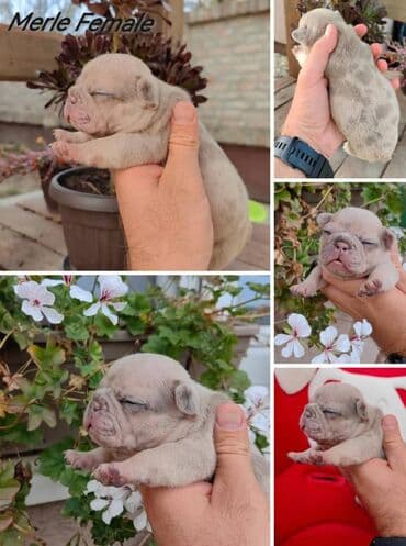 crni labrador cena: Odgajivačnica Thunder Of Black Moon predstavlja vam novo leglo — 4