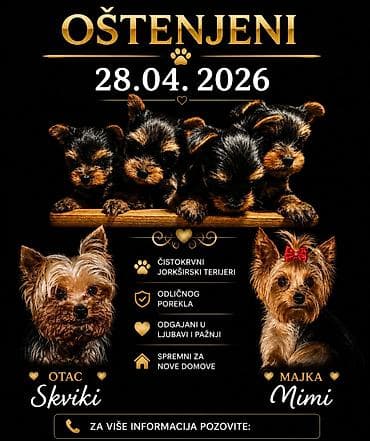 Jorkširski terijeri – leglo 28.04.2026 Majka kilo i po otac 980 gr -