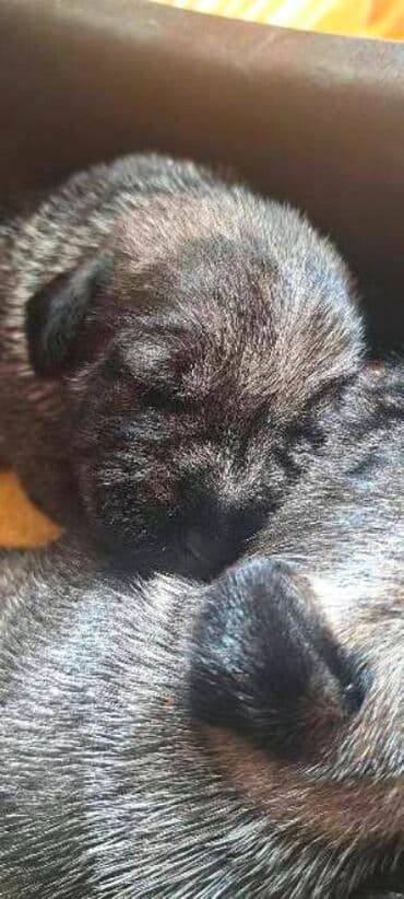 Mačke: Srednji šnaucer, štenci Na prodaju štenad srednjeg šnaucera (biber — 2