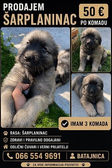 teacup psi cena: Naj bolji čuvari dvorišta ☑️ — 1