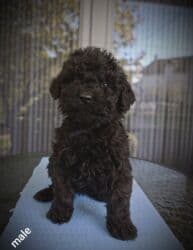 akvarijum za kornjace cena: Štenci crnog, kovrdžavog krzna – nežni i razigrani mališani. Na — 7