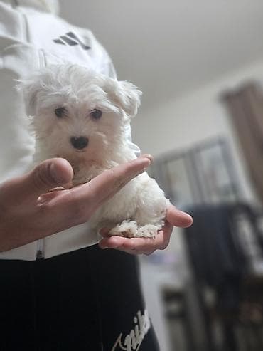 Pet Equipment & Accessories: Na prodaju premeden maltezer stene, starosti 2 meseca. Jako razigran — 1