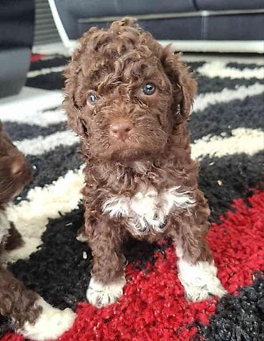 pudle toy cena: Lagotto Romagnolo – rezervacija stenaca Dostupno novo leglo pasa rase — 7