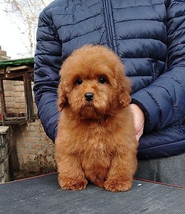 poklanjam kuce: Crvene toj i patuljaste pudlice, 2 ženska i 2 muška kučeta na prodaju — 5