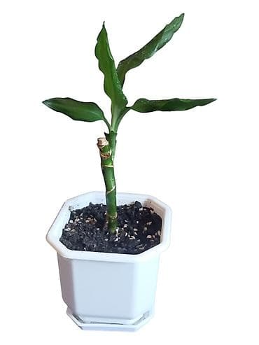 biljka adam zuti listovi: Sobna biljka Lucky Bamboo (Dracaena sanderiana) u saksiji 12cm - — 1