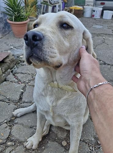 Ptice: Poklanjam psa beli Labrador curica stara 2.5 — 3