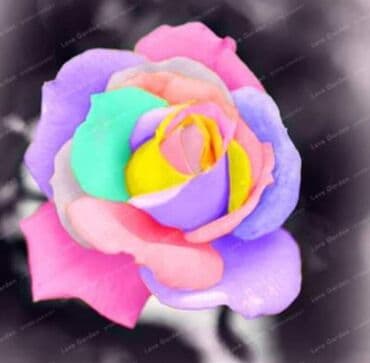 pustinjska ruza sadnice prodaja: Seme ruže
Cena:650din/10 semenki — 11