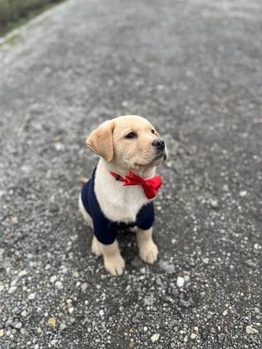 psi na poklon novi sad: Labrador štenci na prodaju u žutoj i crnoj boji, oba pola u ponudi — 3
