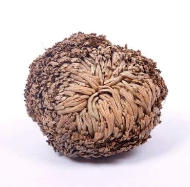 pustinjska ruza sadnice prodaja: Jerihonska ruža Cena:900din Ako ružu iz Jerihona stavite u običnu — 1