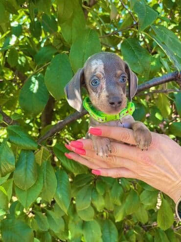 egzoticne ptice prodaja: Odgajivacnica pasa "Happy Puppies" ima u ponudi patuljaste jazavicare — 8