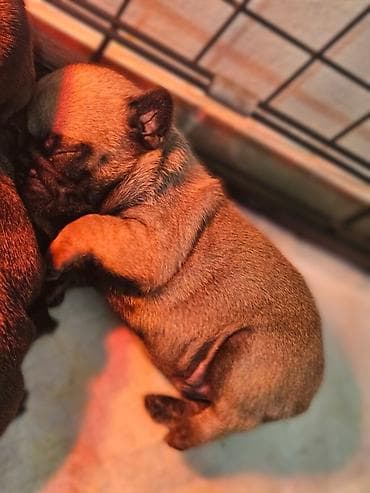 cavapoo karakteristike: Štenci (moguće mopsa/french bulldog tip njuške) – leglo kratkodlakih — 2