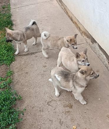 animal: Zapadnosibirska lajka štenci Na prodaju štenci ZAPADNOSIBIRSKE LAJKE — 3
