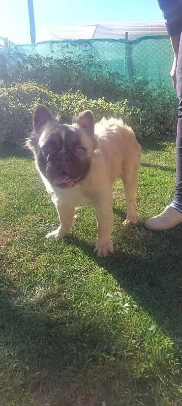 mini francuska pudla: Fluffy muzijak francuskog buldoga unuk polar jr i fozzy nosilac — 3