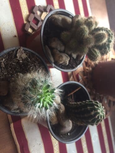 aloja kaktus: Kaktusi — 1