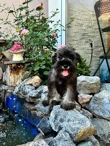 stafordi na poklon: Odgajivačnica patuljastih šnaucera Pet House ima slobodno dva ženska — 10