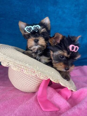 psi pomeranci na poklon: Yorkshire Terrier štenci Na prodaju su dve nežne princeze i jedan — 1